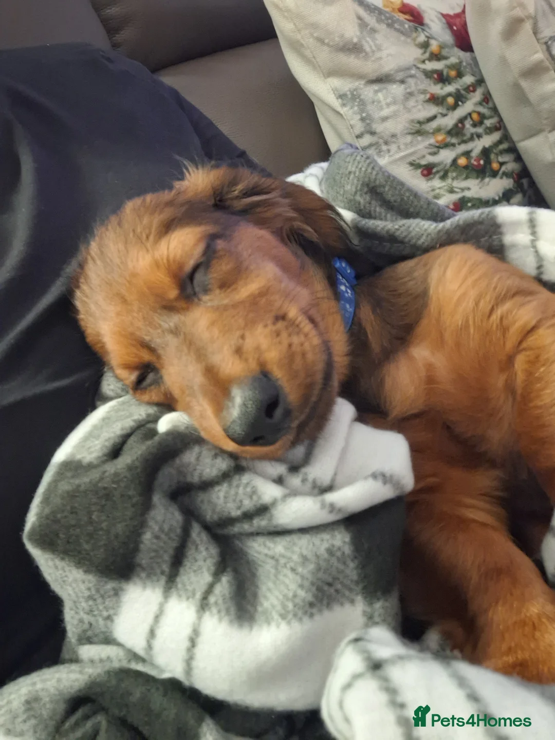 Miniature Dachshund dogs for sale: 6 month miniature long hair dachshund - Advert 22