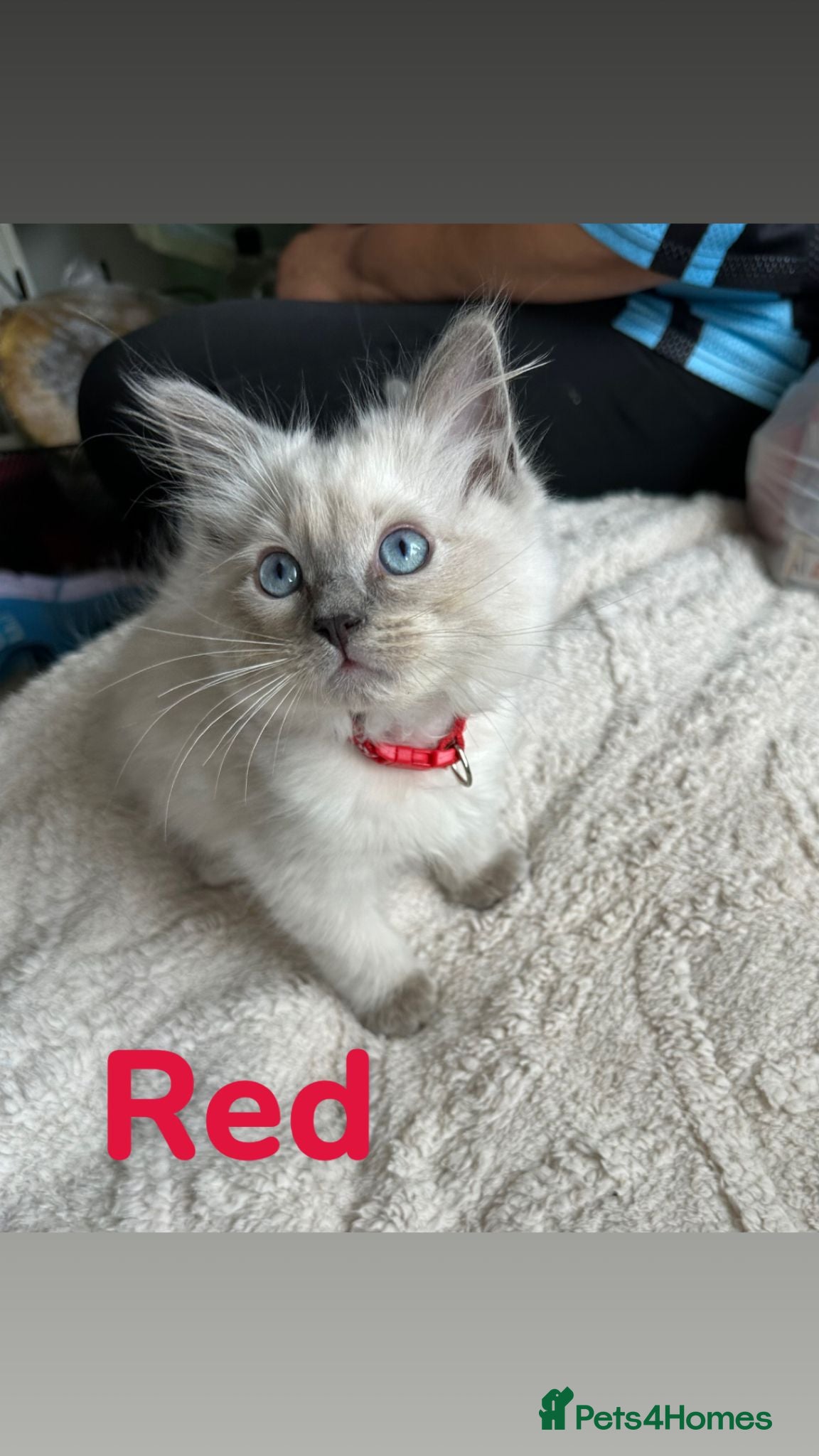 Ragdoll cats Beautiful Ragdoll Kittens  - Advert 1