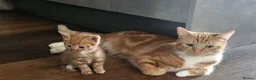 Mixed Breed cats for sale: 🐾 Gorgeous Kittens Available for Reservation 🐾 - Advert 5