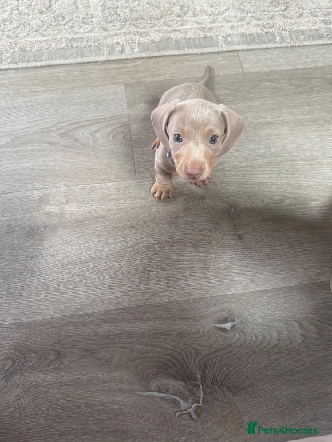 Miniature Dachshund dogs for sale: KC Reg Isabella & Tan Mini Dachshund Boy For Sale - Advert 2