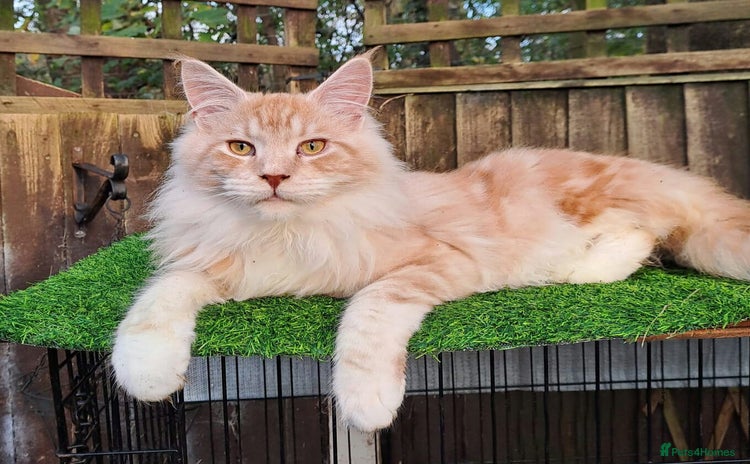Mixed Breed cats - Advert 1