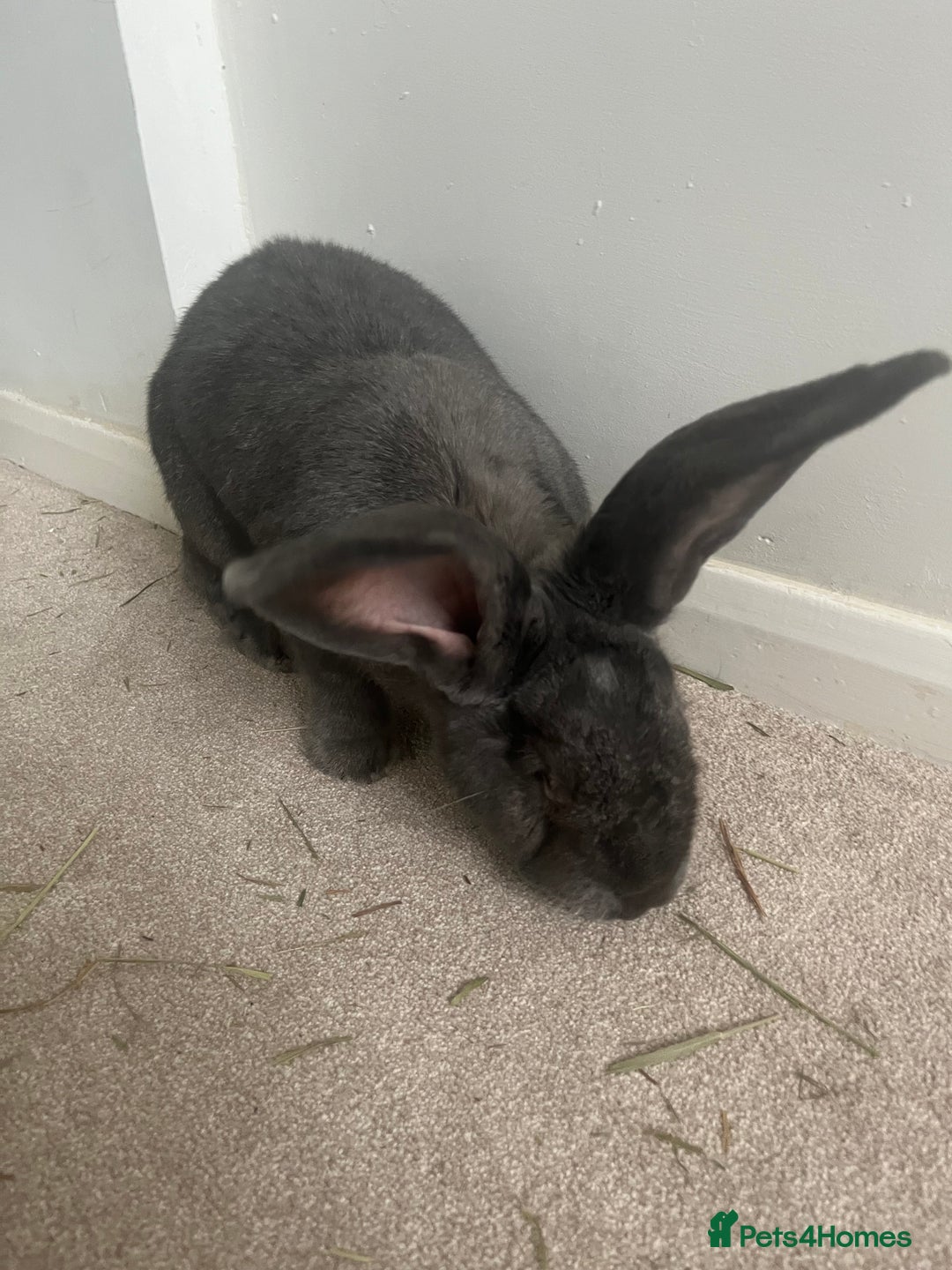 Continental Giant rabbits for sale: 3 year old steel blue continental giant - Advert 5