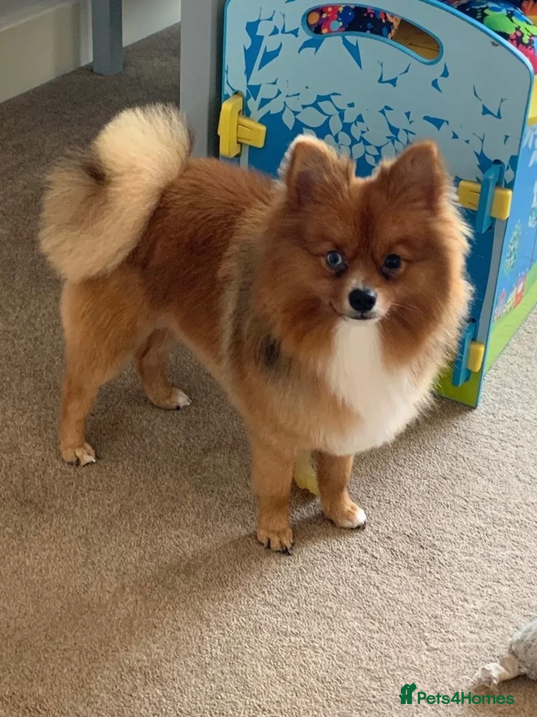 Pomeranian dogs for sale: 3yr old Pomeranian - Advert 1