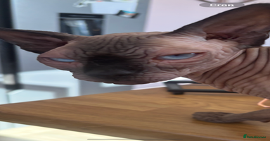 Sphynx cats - Advert 5