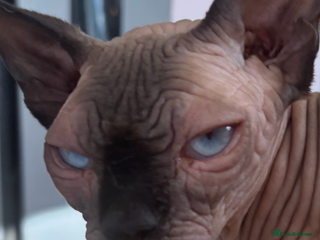 Sphynx cats Pedigree TICA registered 1 year old female sphynx - Advert 6