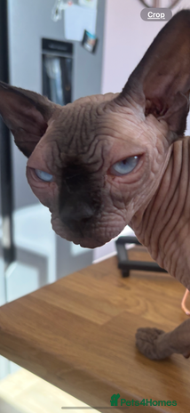 Sphynx cats - Advert 2