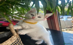 British Longhair cats for sale: Lovely friendly kittens - Image 2
