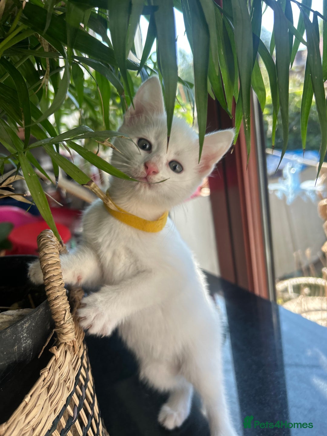British Longhair cats for sale: Lovely friendly kittens - Image 2