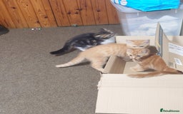 Persian cats for sale: Persian kittens: 2 girls and 1 boy (£230 each) - Image 22