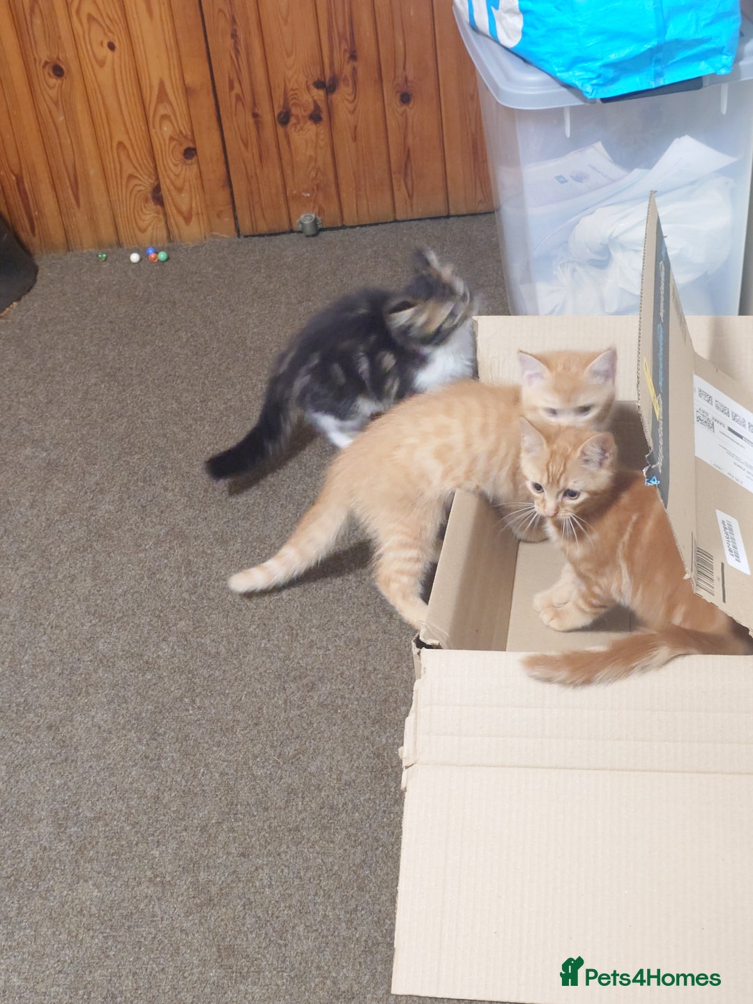 Persian cats for sale: Persian kittens: 2 girls and 1 boy (£230 each) - Image 22