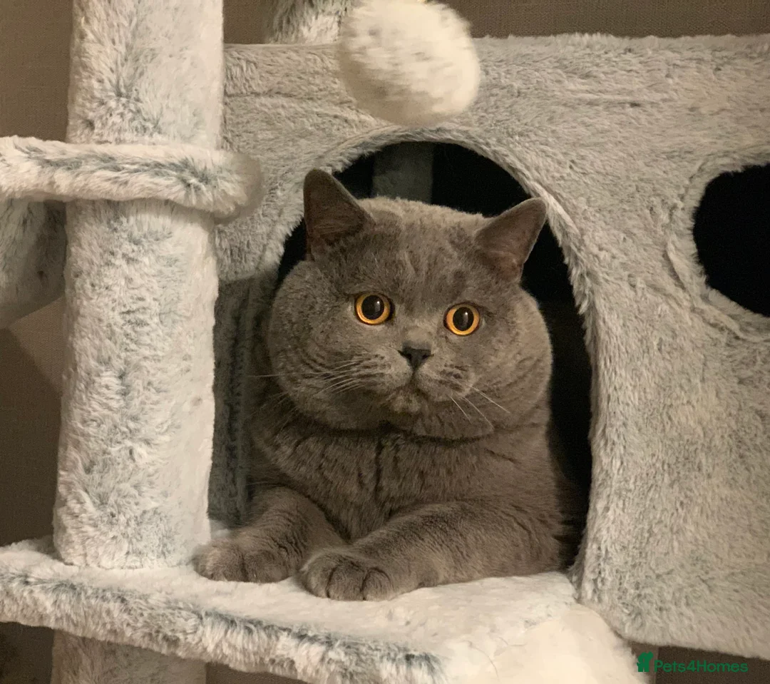British Shorthair cats for stud: GCCF Active Reg BSH Blue Ch.l. 2 studs available  in Bolton - Advert 7