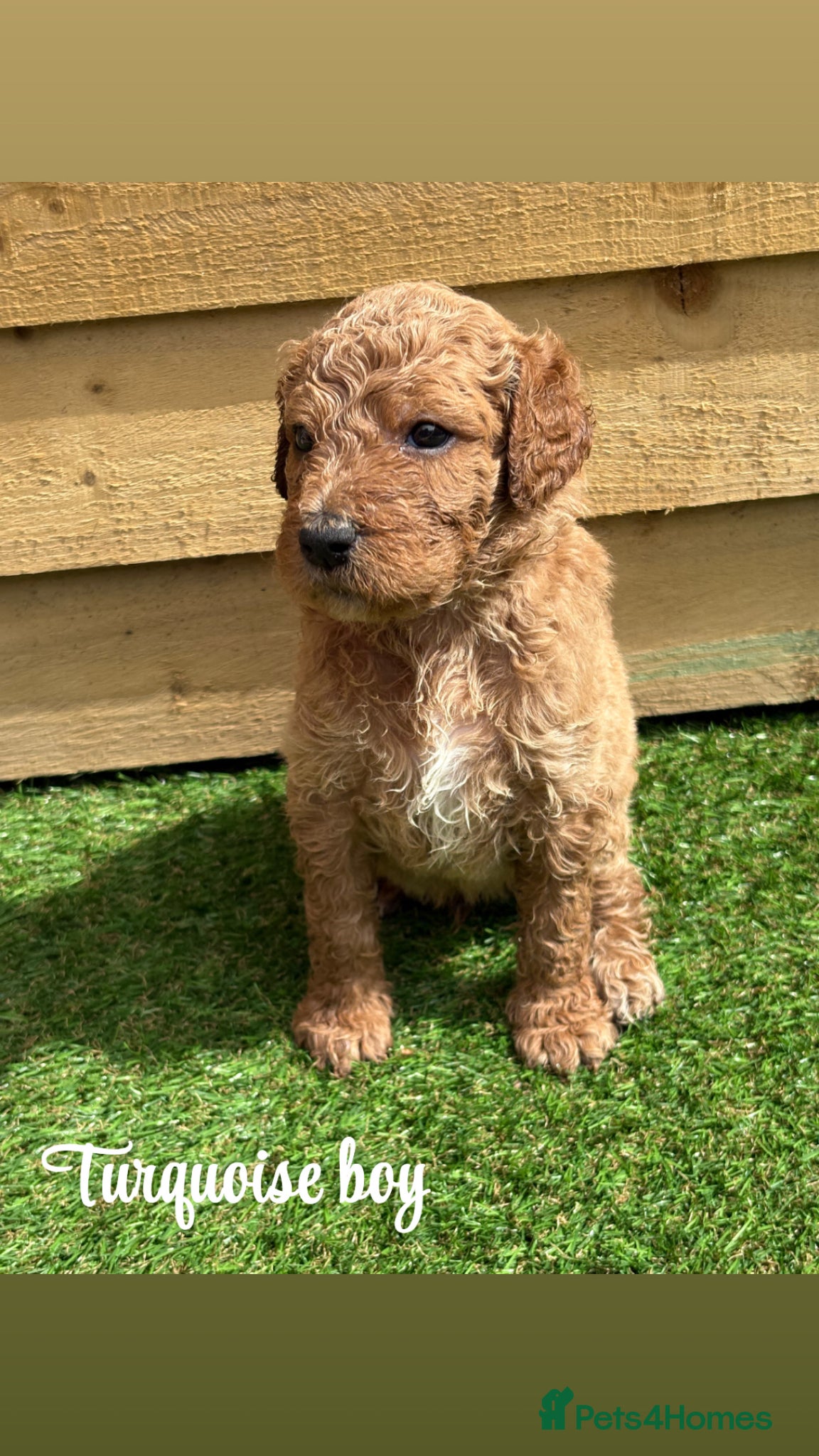 Goldendoodle dogs F1bb goldendoodle puppies  - Advert 2