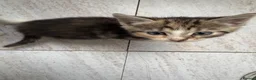 Mixed Breed cats for sale: Beautiful kittens for sale in Welwyn - Advert 4