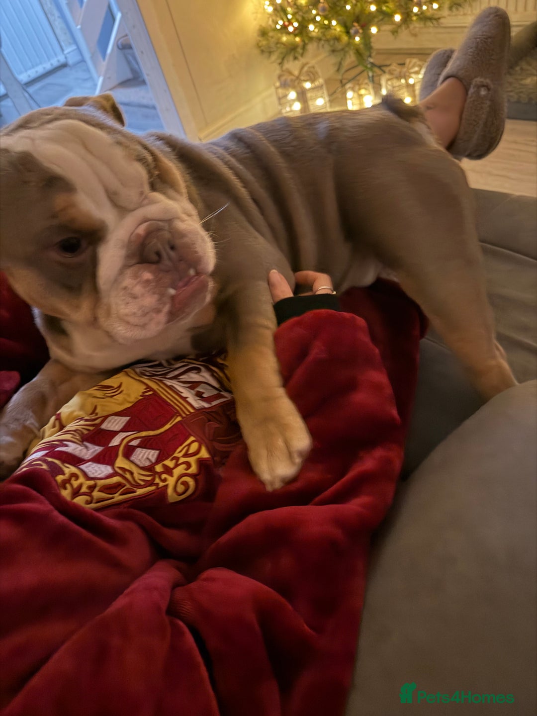 English Bulldog dogs for sale: British bulldog - Advert 3