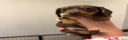 Miniature Dachshund dogs for sale: Beautiful Miniature Dachshund - Advert 9