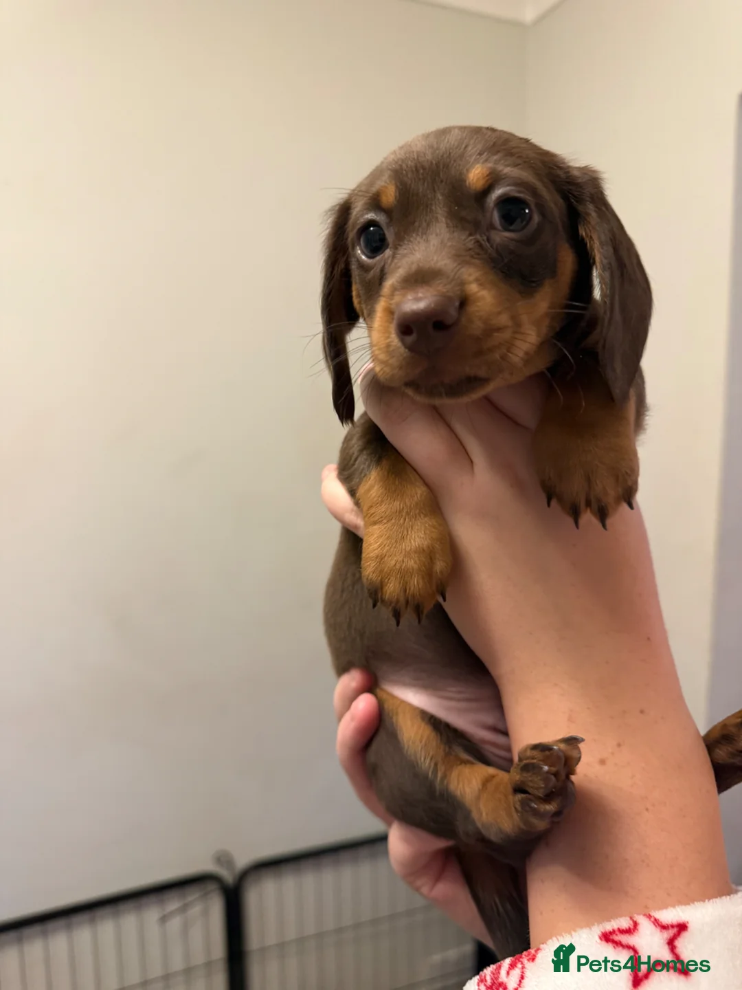 Miniature Dachshund dogs for sale: Beautiful Miniature Dachshund - Advert 9