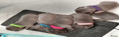 French Bulldog 2