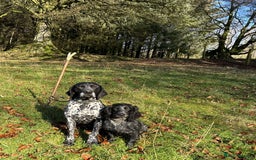 German Shorthaired Pointer dogs for sale: German Shorthaired Pointer Puppies - Image 12