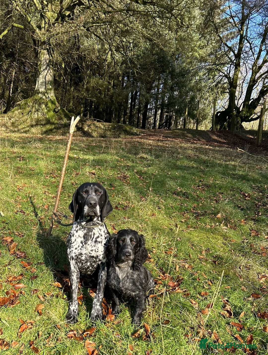 German Shorthaired Pointer dogs for sale: German Shorthaired Pointer Puppies - Image 12