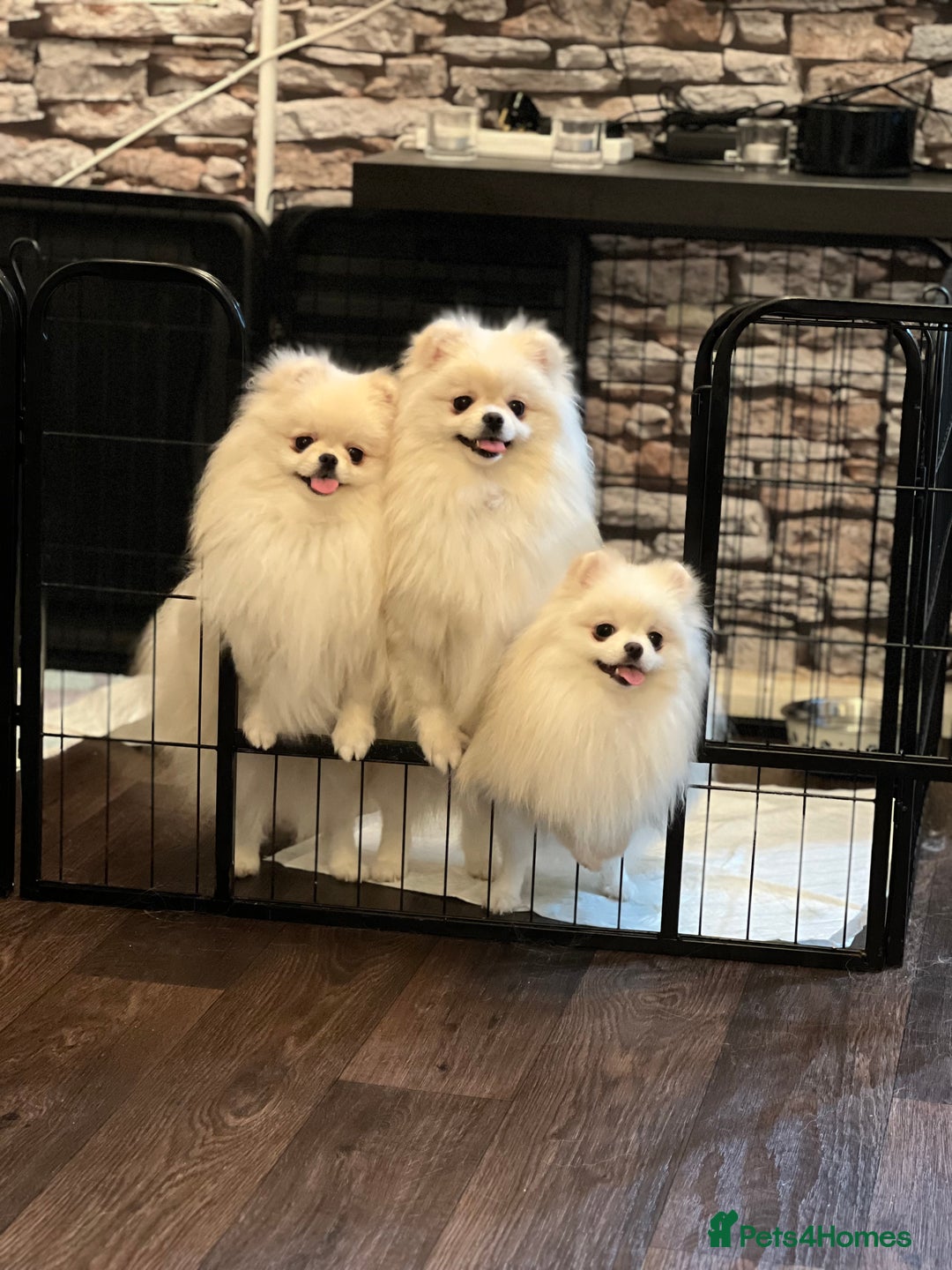 Pomeranian dogs for sale: Adorable Purebred Pomeranian Puppies – Male - Image 11