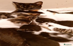 Domestic Shorthair cats for sale: Sweet Kittens *ready now* - Image 20