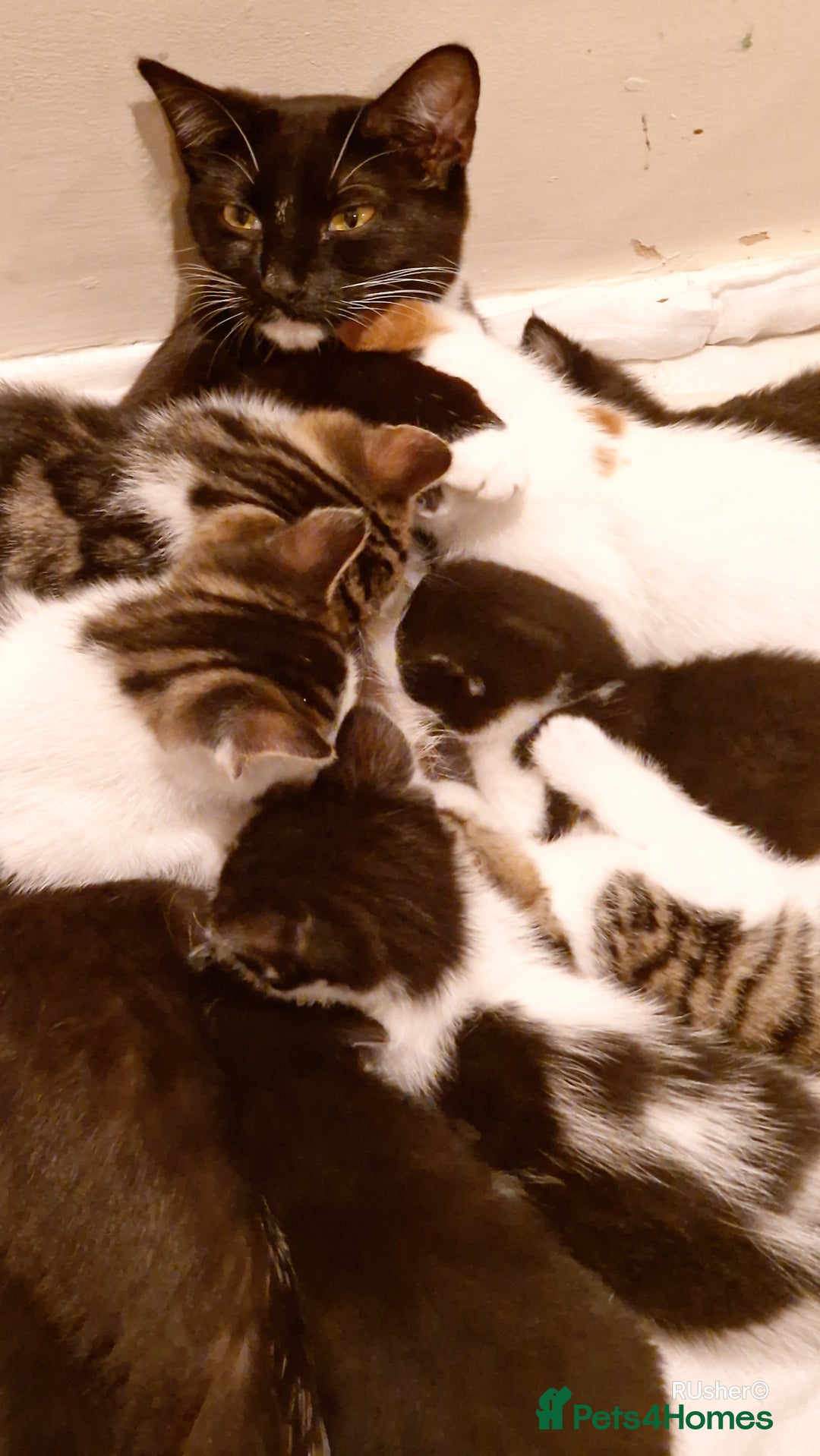Domestic Shorthair cats for sale: Sweet Kittens *ready now* - Image 20
