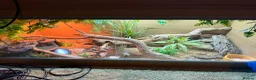 Leopard Gecko reptiles for sale: Leopard Gecko for Adoption in Northampton - Advert 5