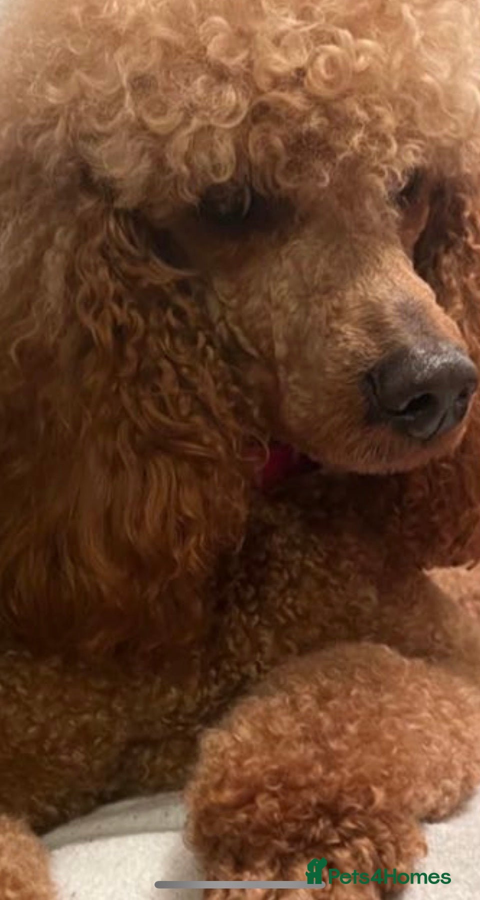 Poodle dogs Red Moyen Klein Poodle  - Advert 2