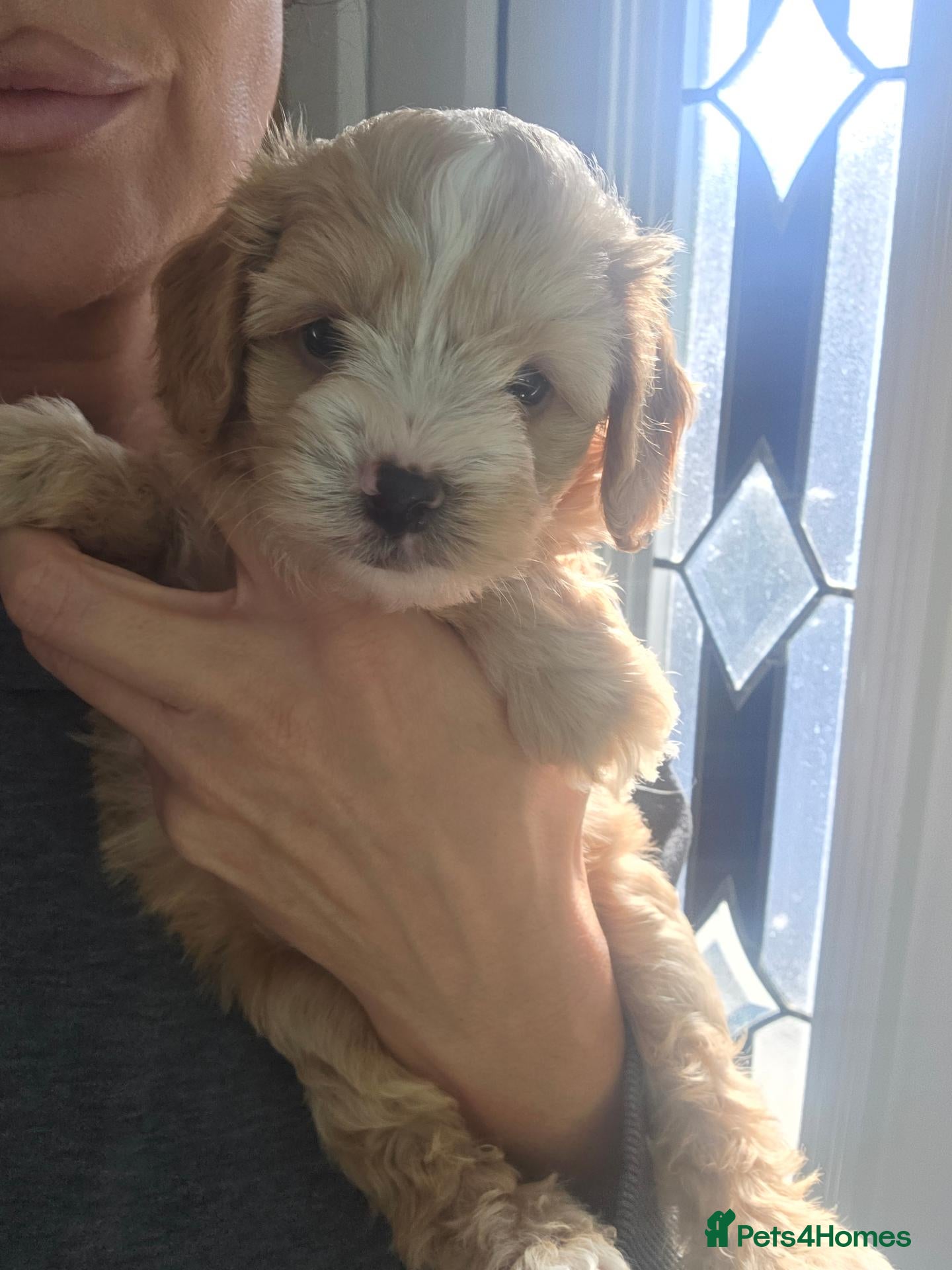 Cavapoo dogs Beautiful f1b cavapoo babies - Advert 1