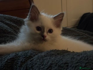Ragdoll cats GCCF ragdoll GIRL LEFT AVAILABLE FROM NEXT WEEK - Advert 3