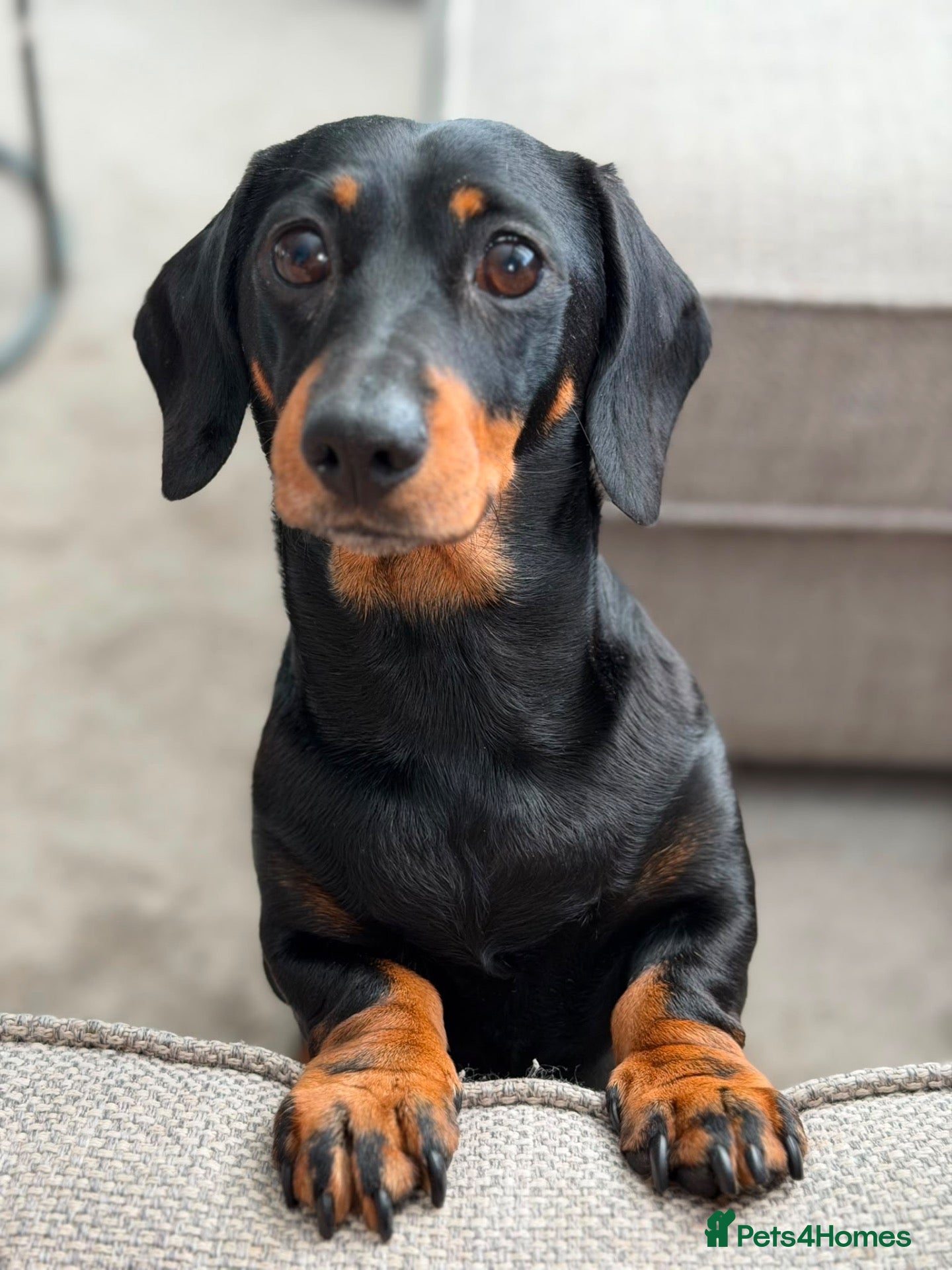 Miniature Dachshund dogs KC Miniature Black Tan Dachshund  - Advert 1
