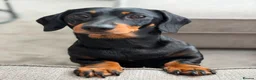 Miniature Dachshund dogs for sale: KC Miniature Black Tan Dachshund  in Bedford - Advert 1