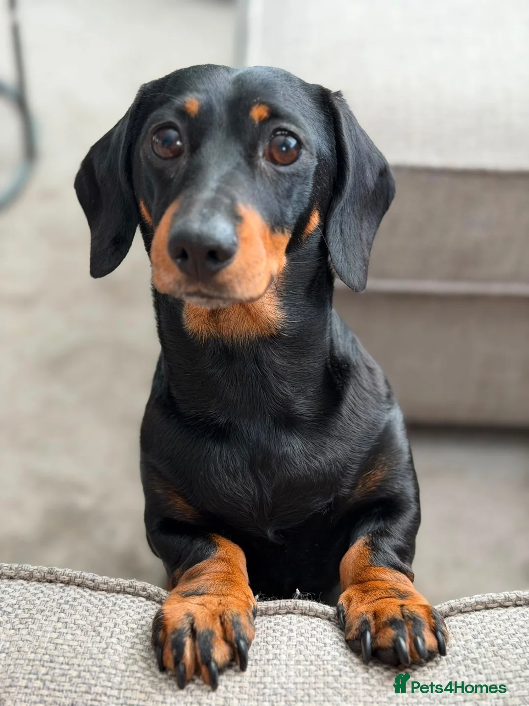 Miniature Dachshund dogs for sale: KC Miniature Black Tan Dachshund  in Bedford - Advert 1