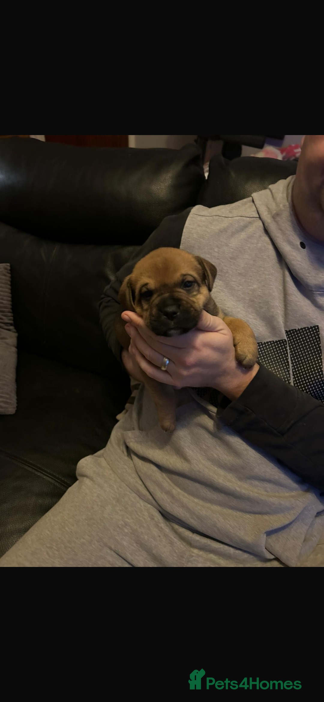 Mixed Breed dogs for sale: Puppies ready in 4 to 5 weeks  - Advert 3