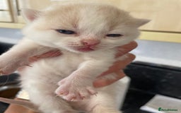 British Shorthair cats for sale: 5  Registered British Shorthair  in Manningtree - Image 18