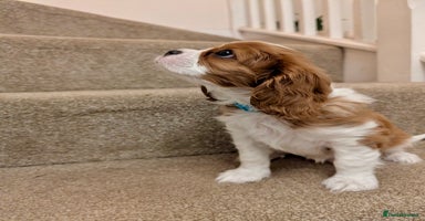 Cavalier King Charles Spaniel dogs - Advert 8