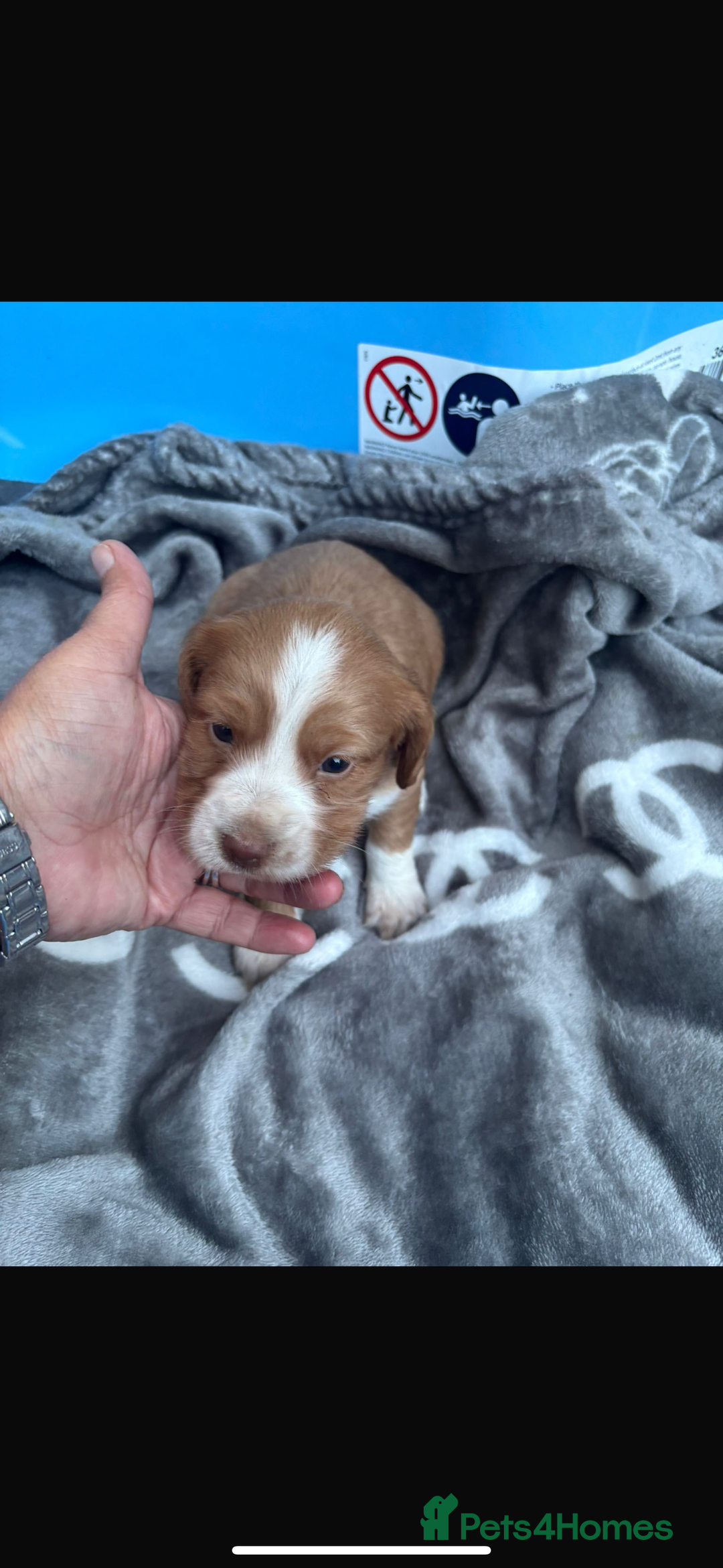 Cockapoo dogs for sale: Cockerpoo pups for sale - Image 9