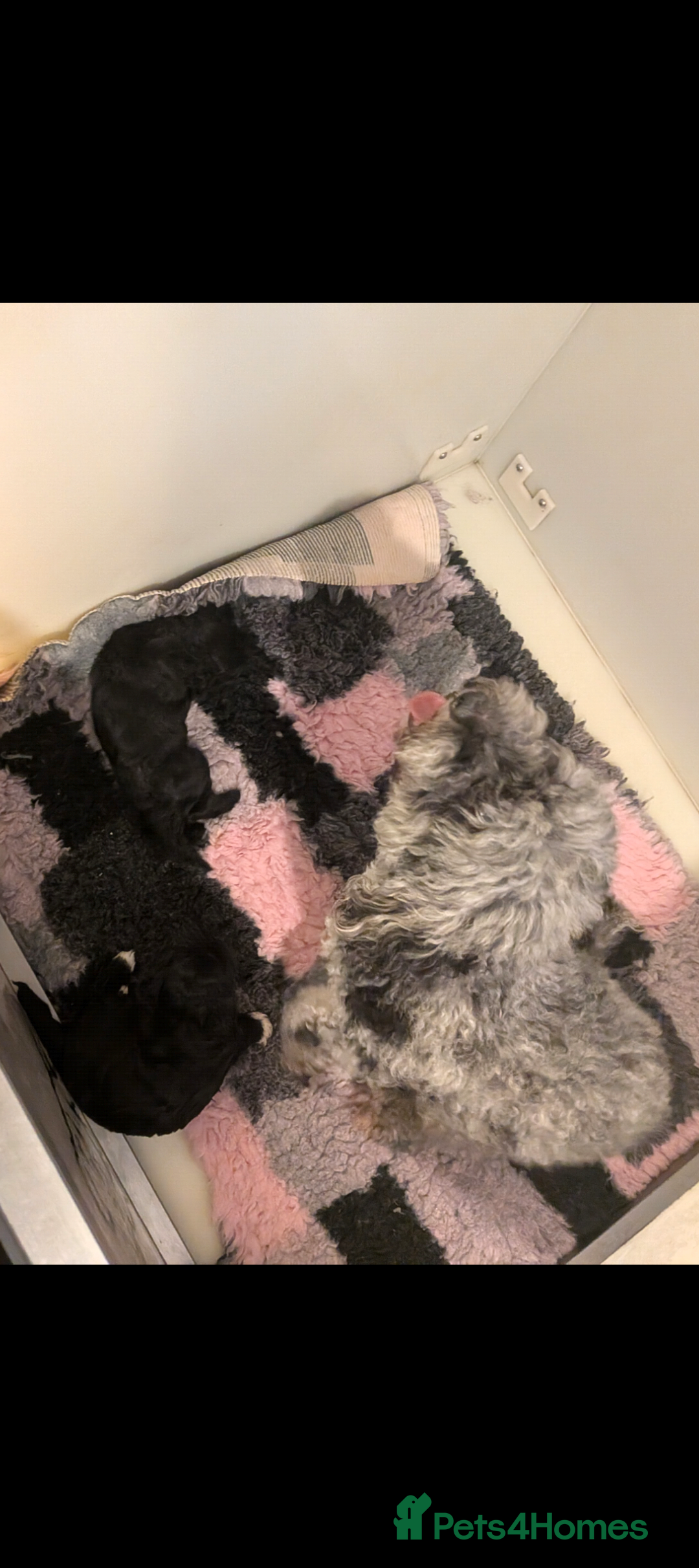 Mixed Breed dogs for sale: Yorkiepoo cockapoo puppies  - Image 2