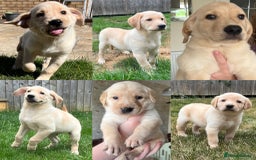Goldendoodle dogs for sale: Goldendoodle x Aussiedoodle Pups READY TO LEAVE  - Image 3