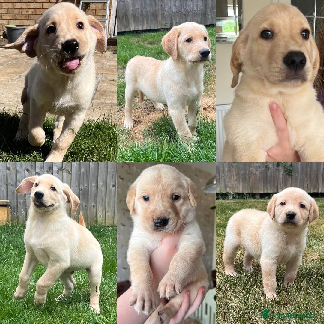 Goldendoodle dogs for sale: Goldendoodle x Aussiedoodle Pups READY TO LEAVE  - Image 3