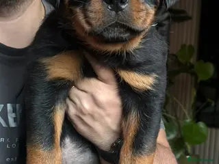 Rottweiler dogs Rottweiler Last Boy available - Advert 13