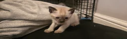 Siamese cats for sale: *female avaliable!* 5 Stunning Siamese Kittens - Advert 30