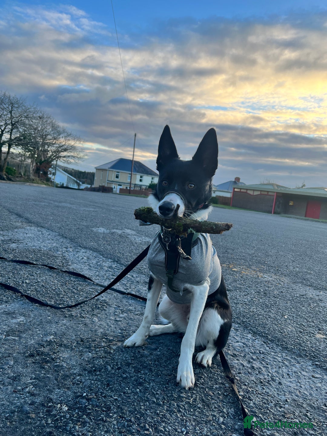 Border Collie dogs for sale: 3 year old male border collie - Kipper - Image 3