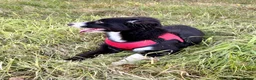 Border Collie dogs for sale: Stubleywood Border Collies - Advert 13