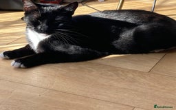 Mixed Breed cats for adoption: 4 month old rescue kitten ready for new life - Image 2
