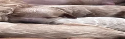 Cockapoo dogs for sale: Beautiful litter of cockapoo  - Advert 9