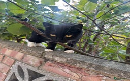 Domestic Shorthair cats for sale: Mother Cat & 2 Kittens - Image 6