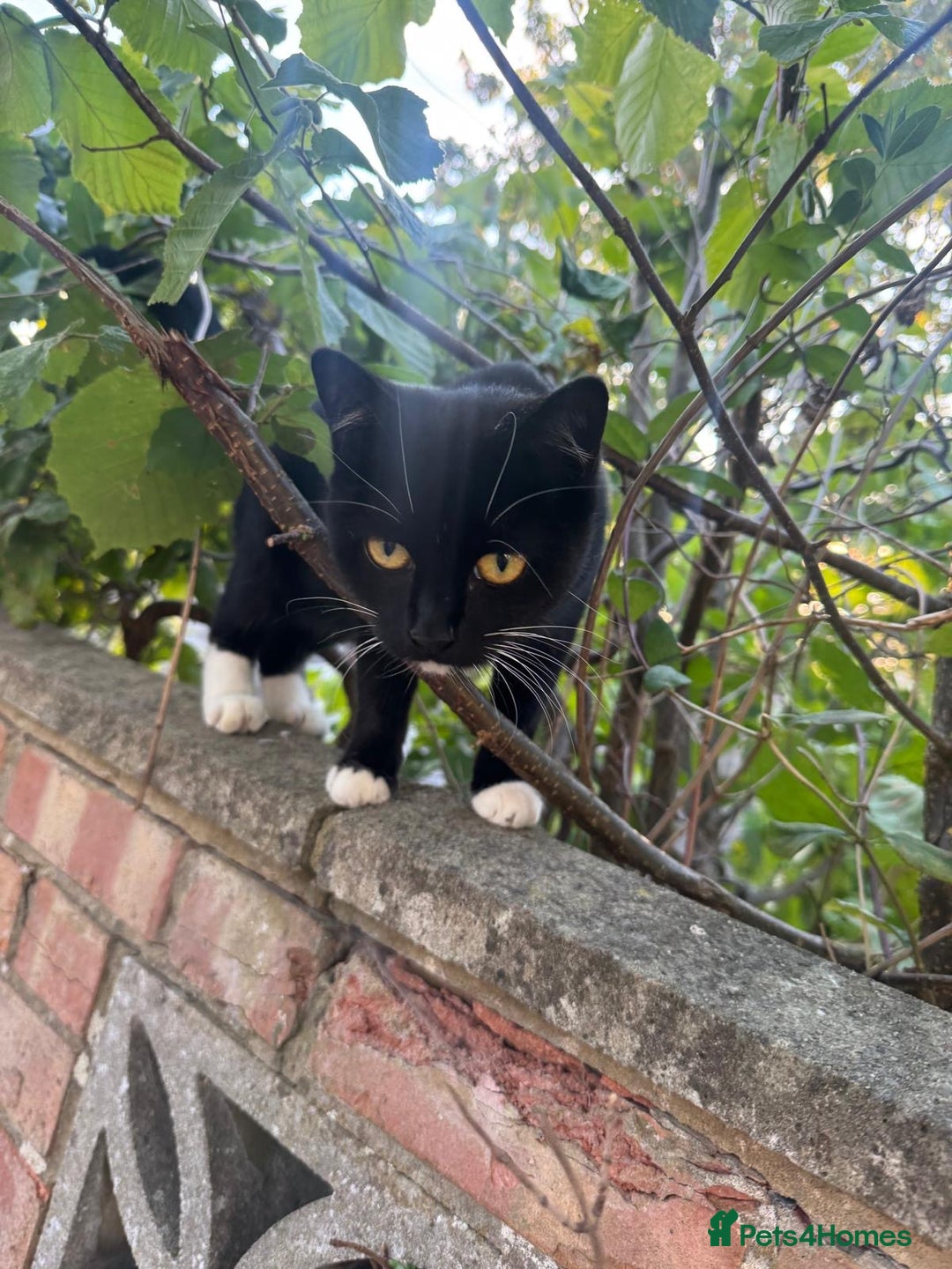 Domestic Shorthair cats for sale: Mother Cat & 2 Kittens - Image 6