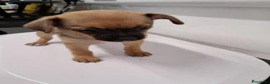 Chihuahua 1