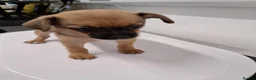 Chihuahua dogs for sale: Chihuahua puppies  - Advert 4